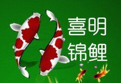 錦鯉批發市場在哪里