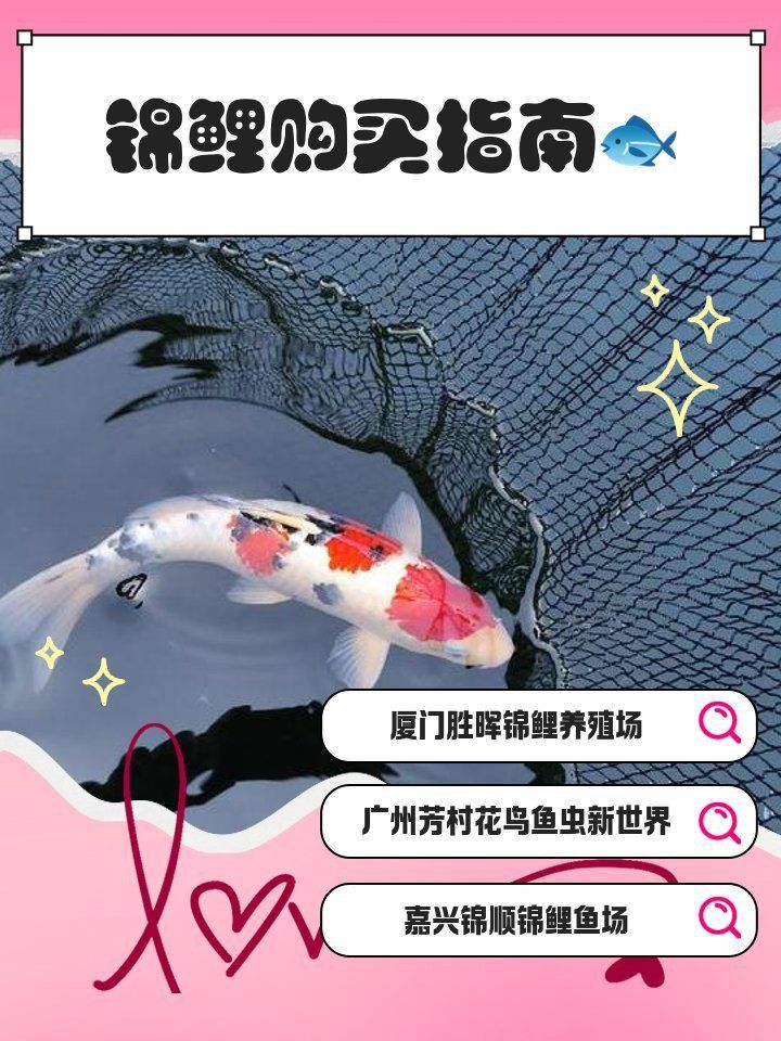 錦鯉批發市場在哪里