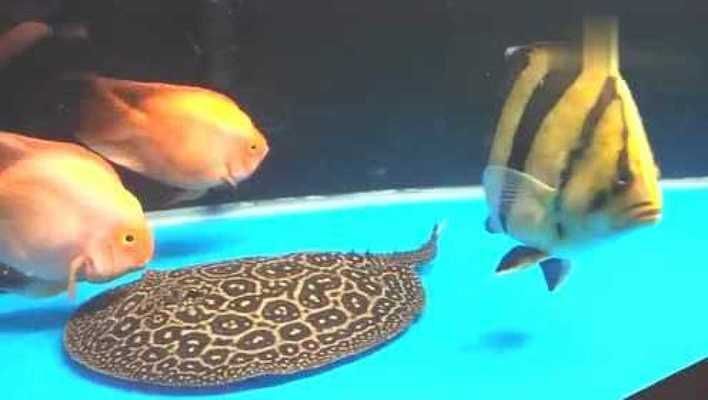 虎魚為什么比龍魚貴（虎魚與龍魚的飼養技巧對比虎魚與龍魚的飼養技巧對比）