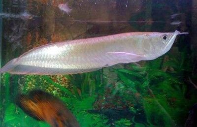 1米銀龍魚能賣多少錢一條（1米長的銀龍魚價格在800元以上） 1米銀龍魚能賣多少錢一條（1米長的銀龍魚價格在800元以上） 龍魚百科 第2張
