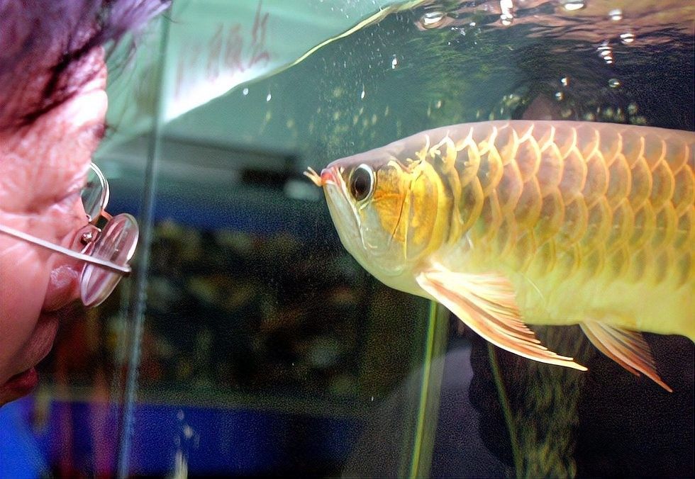 金龍魚魚王