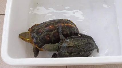 如何判斷白化巴西龜健康狀況，如何判斷白化巴西龜的健康狀況