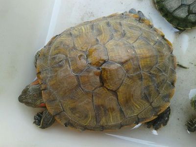 如何判斷白化巴西龜健康狀況，如何判斷白化巴西龜的健康狀況