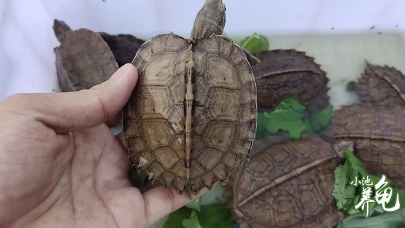 如何判斷白化巴西龜健康狀況，如何判斷白化巴西龜的健康狀況