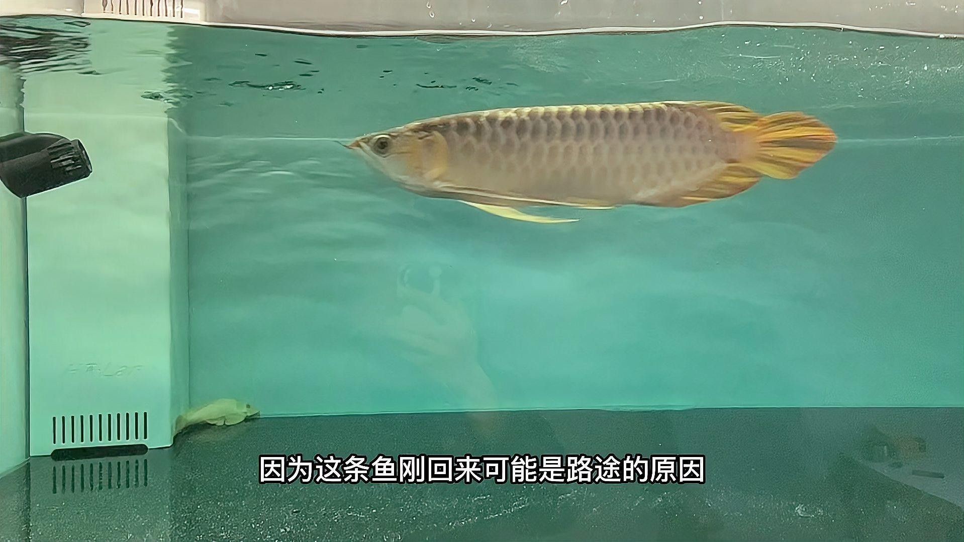 紅龍魚檢疫用什么藥
