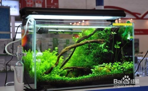 龍魚換水后趴缸怎么辦：龍魚換水后趴缸如何處理