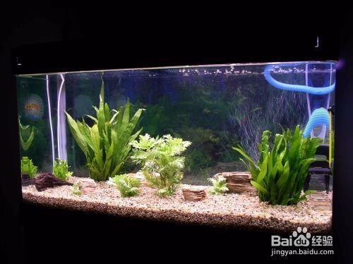 龍魚換水后趴缸怎么辦：龍魚換水后趴缸如何處理
