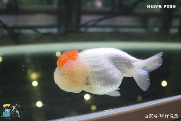 龍魚換水后趴缸怎么辦：龍魚換水后趴缸如何處理