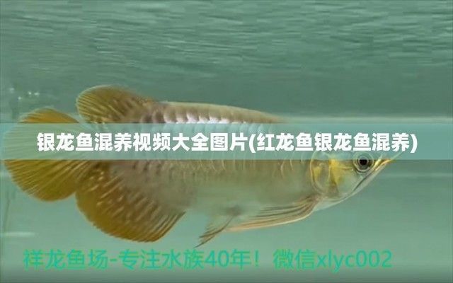 龍魚(yú)和銀龍魚(yú)一起養(yǎng)嗎，龍魚(yú)和銀龍魚(yú)可以一起養(yǎng)但需要注意以下幾點(diǎn)，銀龍魚(yú)混養(yǎng)注意事項(xiàng)