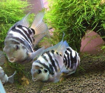 福滿鉆魚繁殖最佳水溫范圍，