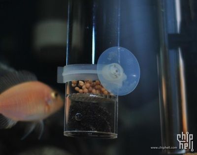 福滿鉆魚繁殖最佳水溫范圍，