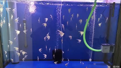 福滿鉆魚繁殖最佳水溫范圍，