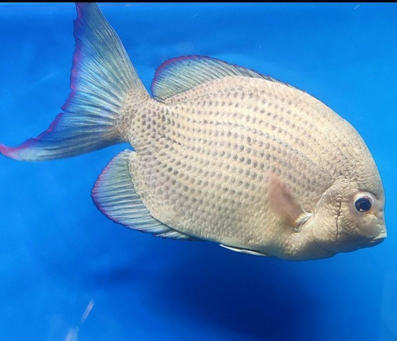 馬拉莫魚(yú)最怕三個(gè)東西