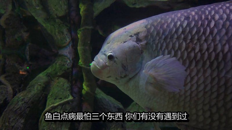 馬拉莫魚(yú)最怕三個(gè)東西