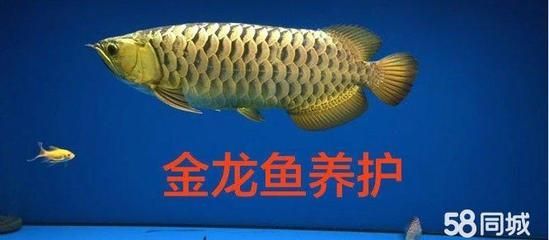 金龍魚怎樣養金質最厚重的魚苗：如何養出金質最厚重的金龍魚