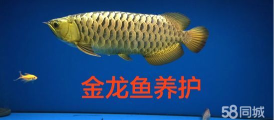 金龍魚怎樣養金質最厚重的魚苗：如何養出金質最厚重的金龍魚