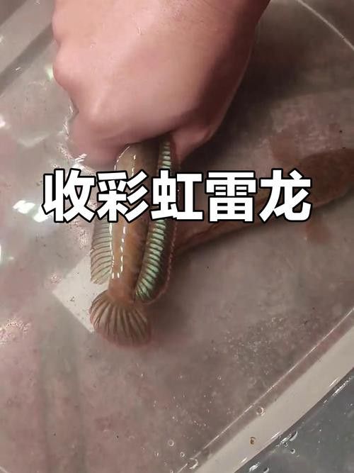 云南原生雷龍魚圖片