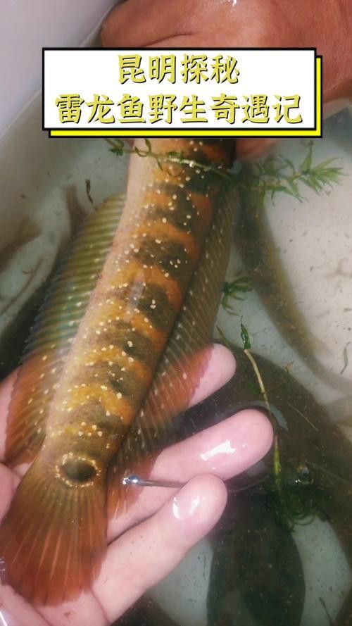 云南原生雷龍魚圖片