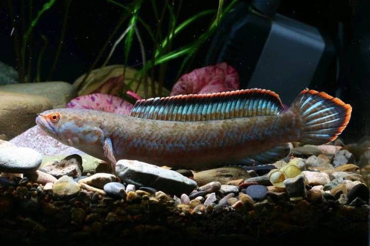 云南原生雷龍魚圖片