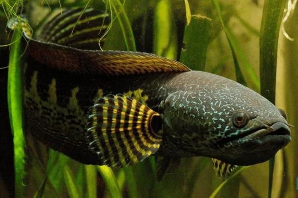 云南原生雷龍魚圖片