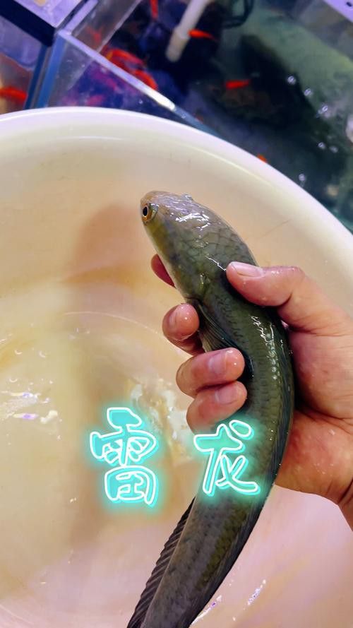 云南原生雷龍魚圖片