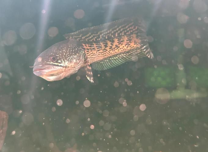 云南原生雷龍魚圖片