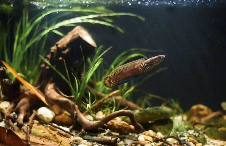 云南原生雷龍魚圖片