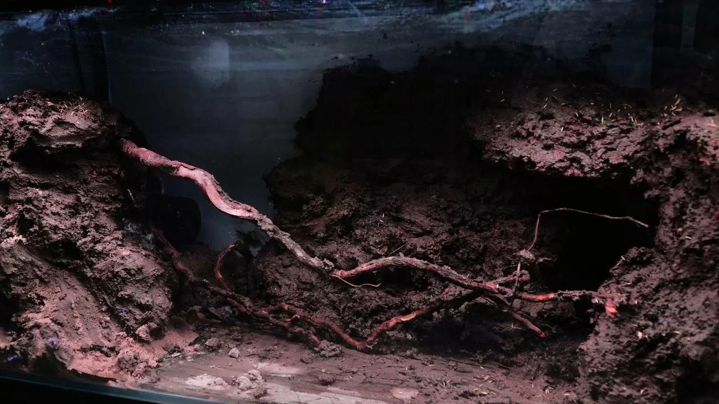 云南原生雷龍魚圖片