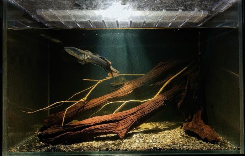 云南原生雷龍魚圖片