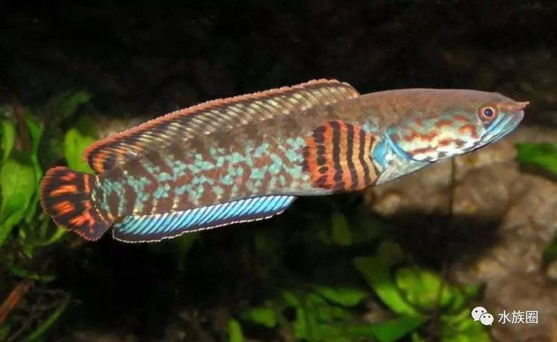 云南原生雷龍魚圖片