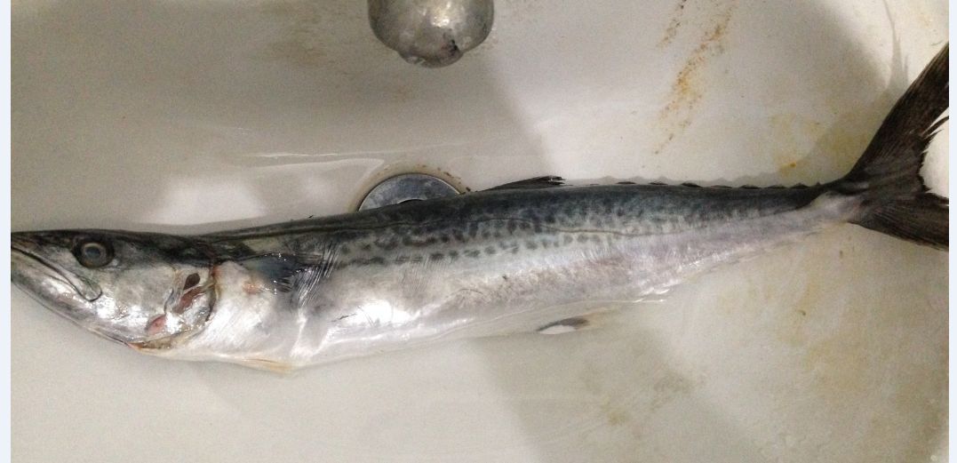 銀龍魚的鱗片有異常怎么回事（銀龍魚鱗片異常可能由多種因素引起，確保銀龍魚的健康）