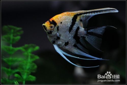 LED燈對(duì)魚(yú)色彩的影響：led燈對(duì)魚(yú)的影響