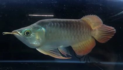 福龍紅龍魚有什么特點嗎（福龍紅龍魚市場價格趨勢）