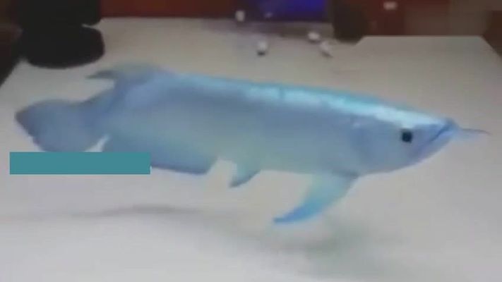 極品金龍魚價格多少錢一條，極品金龍魚價格是多少