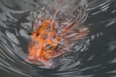 龍魚是熱水還是冷水養：關于龍魚養殖水溫的詳細信息