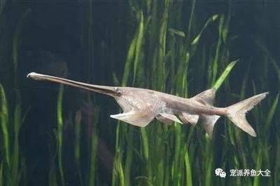 龍魚是熱水還是冷水養：關于龍魚養殖水溫的詳細信息