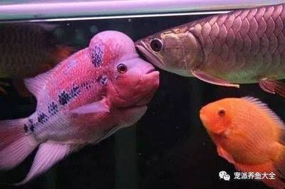 龍魚是熱水還是冷水養：關于龍魚養殖水溫的詳細信息