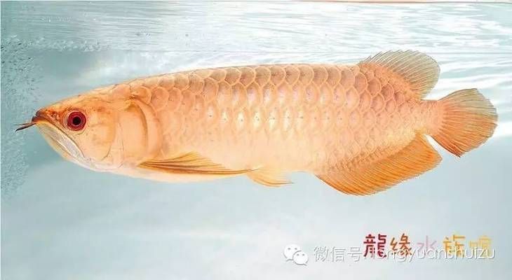 世界上的龍魚有哪些名字：龍魚品種鑒賞指南