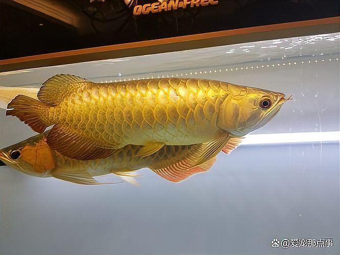 有哪些方法可以預防龍魚駝背