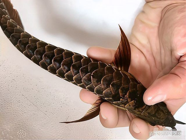 有哪些方法可以預防龍魚駝背