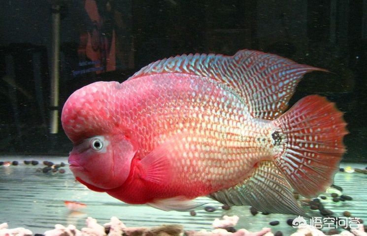 紅龍魚和羅漢混養行嗎視頻：紅龍魚和羅漢混養成功的案例 紅龍魚和羅漢混養行嗎視頻：紅龍魚和羅漢混養成功的案例 龍魚百科 第2張