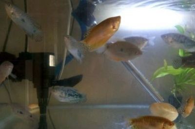 龍魚(yú)虎魚(yú)怎么做檢疫：龍魚(yú)虎魚(yú)常見(jiàn)疾病預(yù)防，龍魚(yú)虎魚(yú)隔離檢疫注意事項(xiàng)