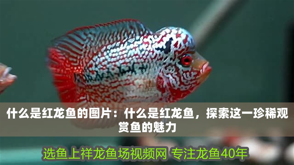 什么是紅龍魚的圖片：什么是紅龍魚，探索這一珍稀觀賞魚的魅力