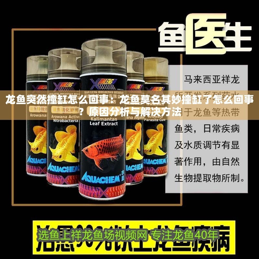 龍魚突然撞缸怎么回事：龍魚莫名其妙撞缸了怎么回事？原因分析與解決方法