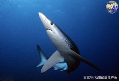 龍魚突然撞缸怎么回事：龍魚莫名其妙撞缸了怎么回事？原因分析與解決方法