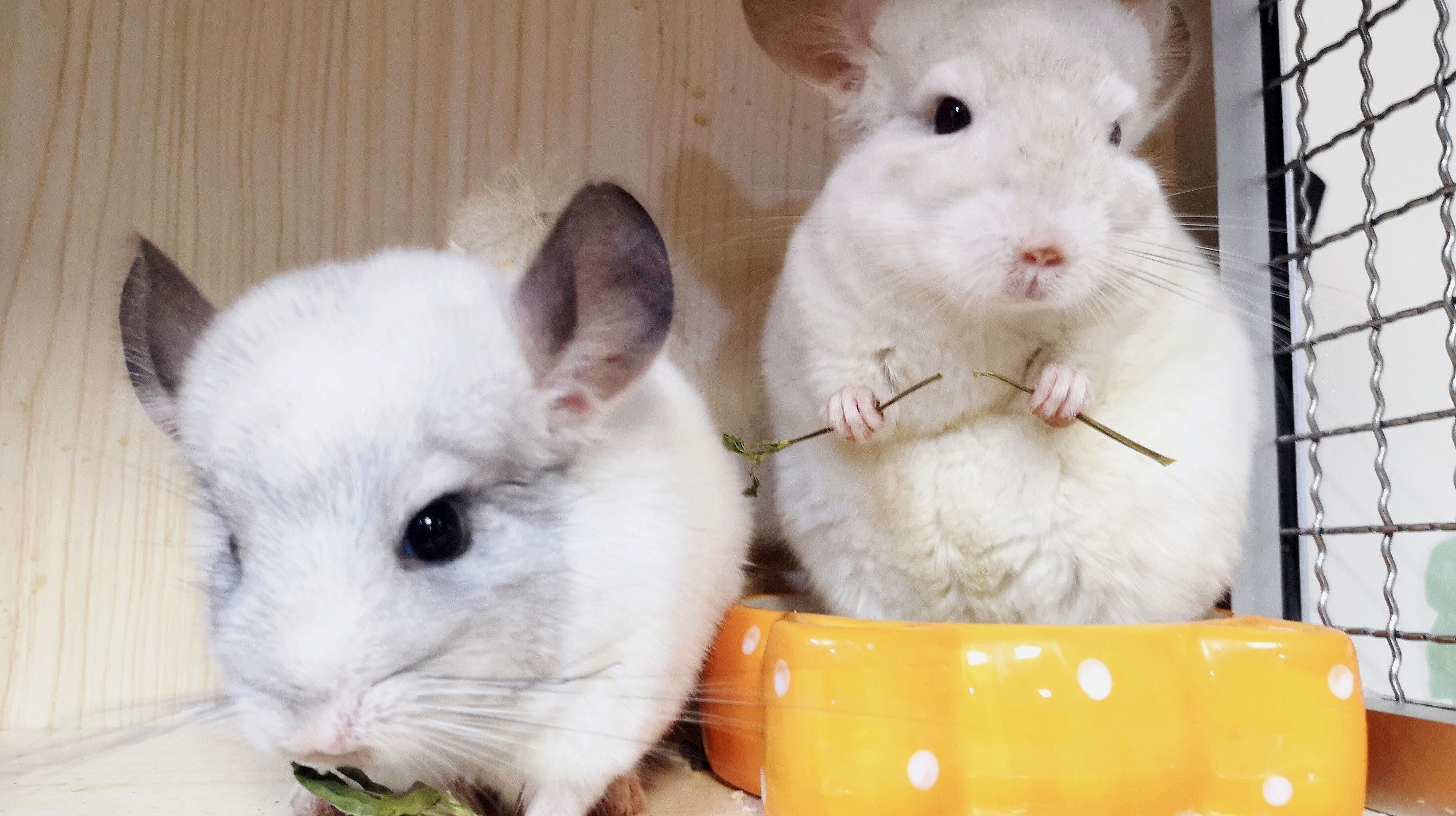 龍貓合籠需要多長時間適應？