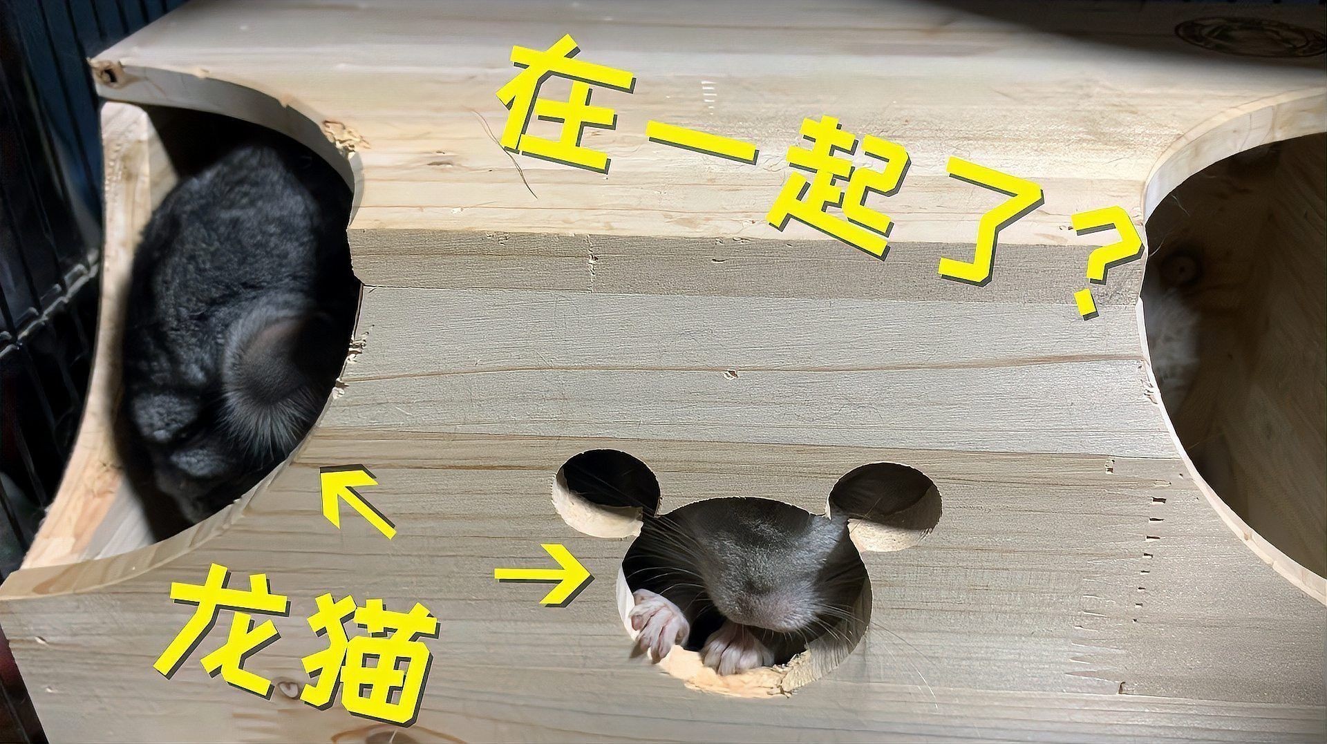 龍貓合籠需要多長時間適應？