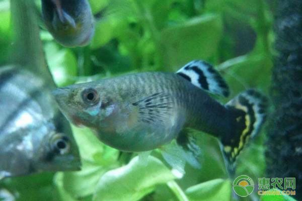魚友推薦的刀魚飼料品牌：刀魚飼料品牌推薦