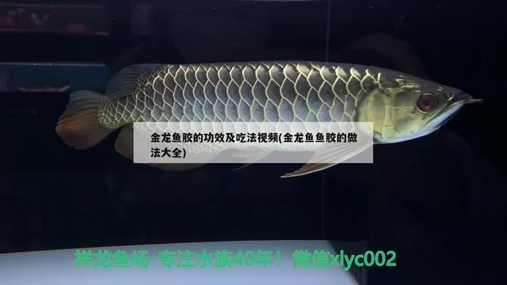 金龍魚魚膠的做法大全竅門（金龍魚魚膠的烹飪技巧與竅門） 金龍魚魚膠的做法大全竅門（金龍魚魚膠的烹飪技巧與竅門） 龍魚百科 第5張