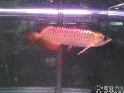 怎么選擇過背金龍魚飼料（過背金龍魚怎么養）